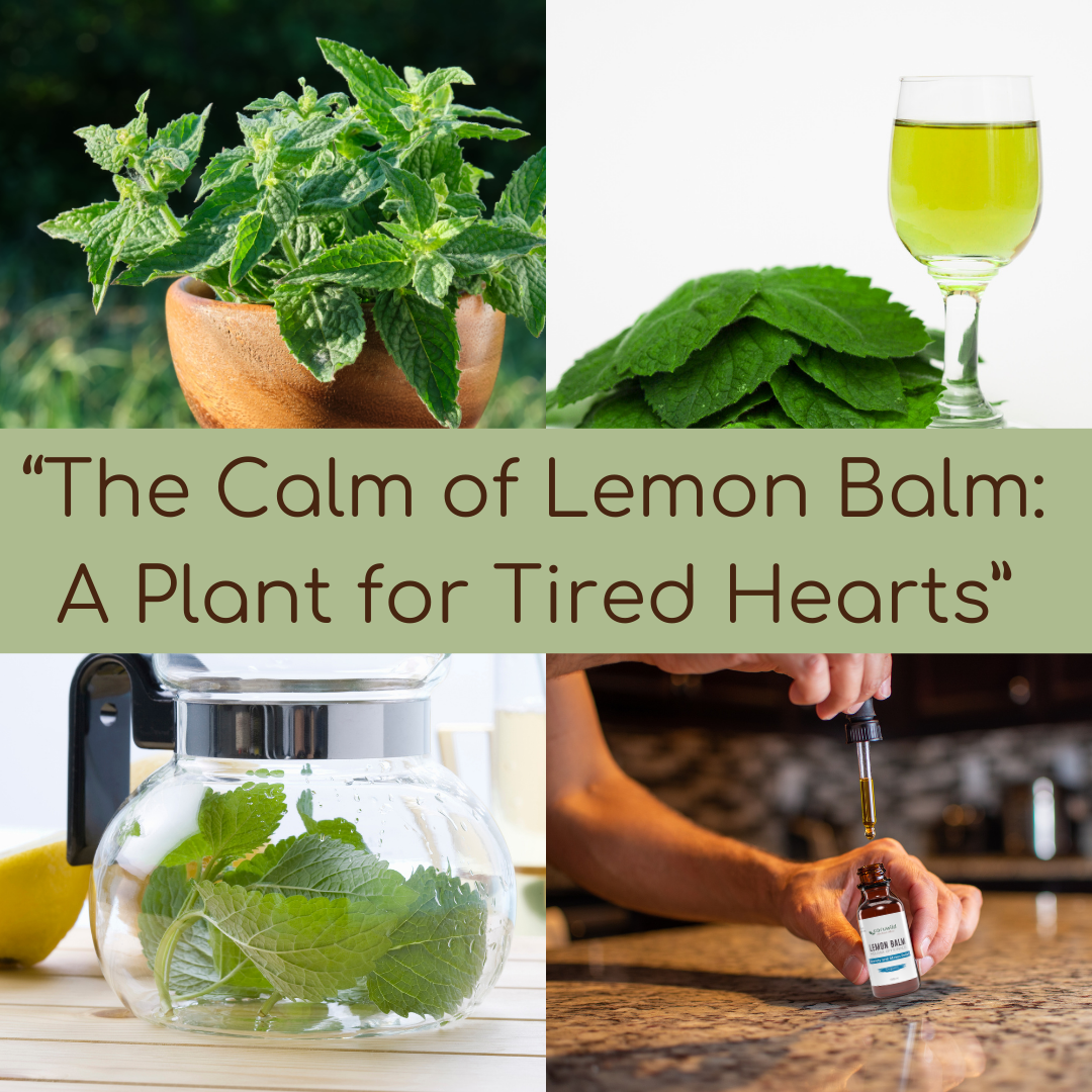 🌿 The Calm of Lemon Balm: A Plant for Tired Hearts