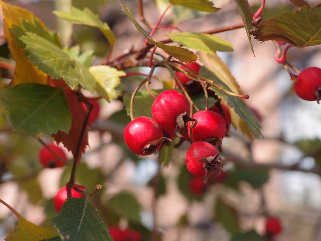 Hawthorn Blend Extract