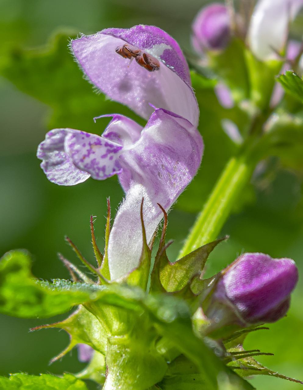 Skullcap Extract