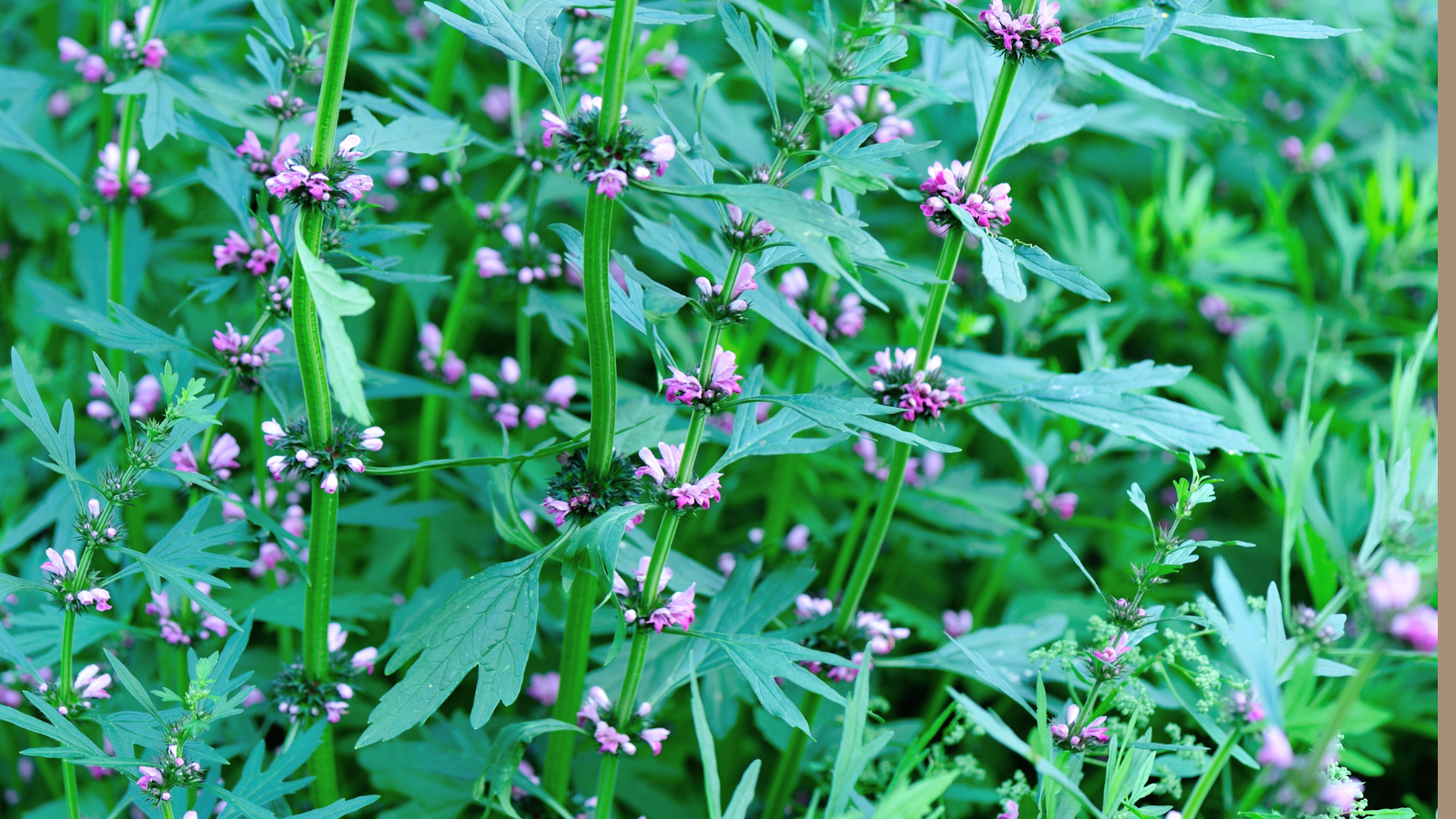 Motherwort Extract