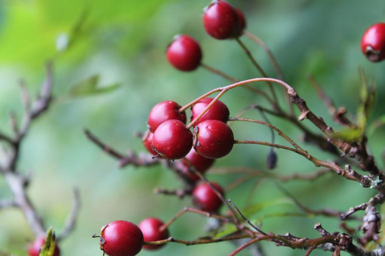 Hawthorn Berry Extract