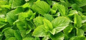 Two Herbs that help with Stress: Lemon Balm & Ashwagandha