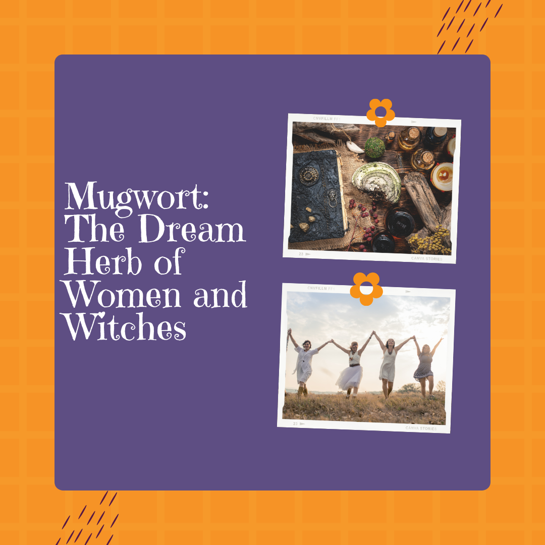 🌿 Mugwort: The Dream Herb of Women and Witches