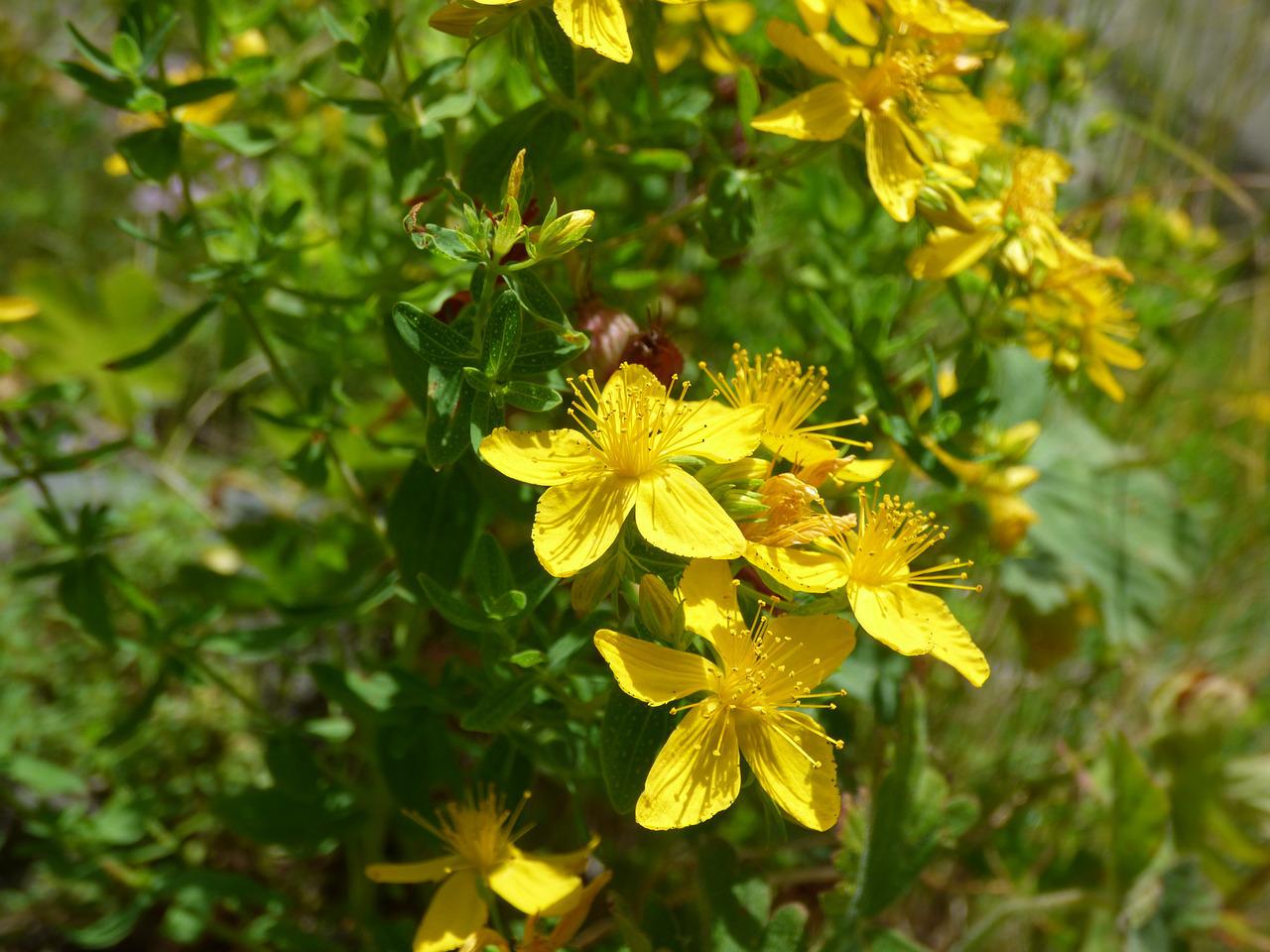 St John’s Wort Oil