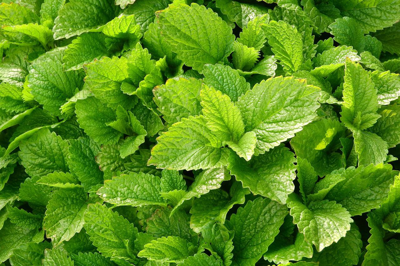 Lemon Balm Extract